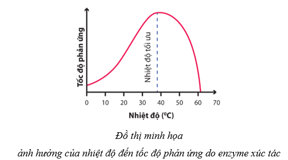 Lý thuyết Sinh học 10 Cánh diều Bài 10: Sự chuyển hóa năng lượng và enzym