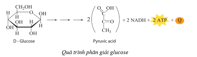 Lý thuyết Sinh học 10 Cánh diều Bài 10: Sự chuyển hóa năng lượng và enzym