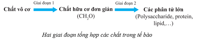 Lý thuyết Sinh học 10 Cánh diều Bài 11: Tổng hợp và phân giải các chất trong tế bào