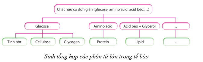 Lý thuyết Sinh học 10 Cánh diều Bài 11: Tổng hợp và phân giải các chất trong tế bào