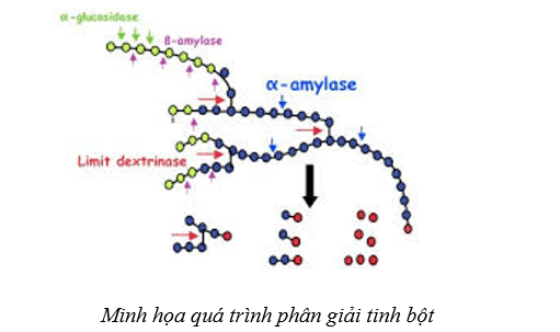 Lý thuyết Sinh học 10 Cánh diều Bài 11: Tổng hợp và phân giải các chất trong tế bào