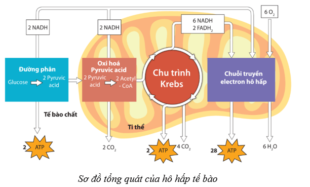 Lý thuyết Sinh học 10 Cánh diều Bài 11: Tổng hợp và phân giải các chất trong tế bào