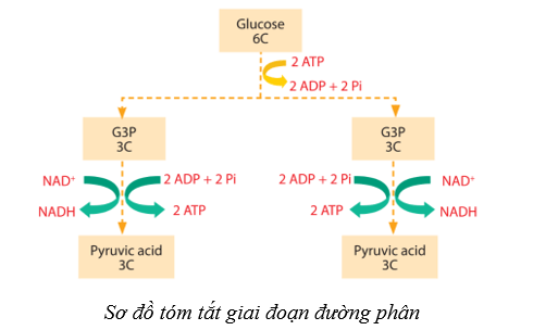 Lý thuyết Sinh học 10 Cánh diều Bài 11: Tổng hợp và phân giải các chất trong tế bào