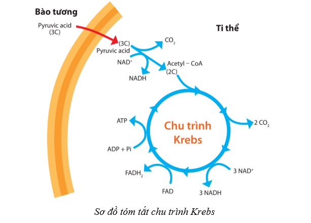 Lý thuyết Sinh học 10 Cánh diều Bài 11: Tổng hợp và phân giải các chất trong tế bào