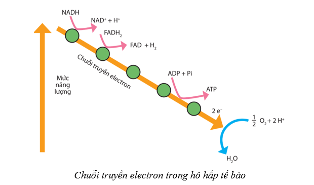 Lý thuyết Sinh học 10 Cánh diều Bài 11: Tổng hợp và phân giải các chất trong tế bào