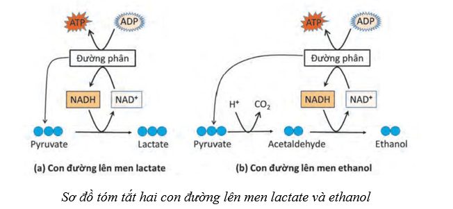 Lý thuyết Sinh học 10 Cánh diều Bài 11: Tổng hợp và phân giải các chất trong tế bào