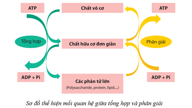 Lý thuyết Sinh học 10 Cánh diều Bài 11: Tổng hợp và phân giải các chất trong tế bào