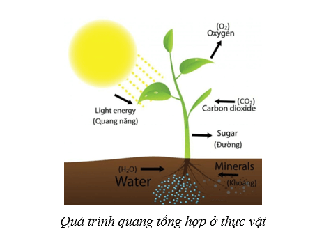 Lý thuyết Sinh học 10 Cánh diều Bài 11: Tổng hợp và phân giải các chất trong tế bào