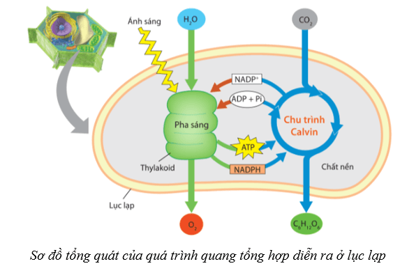 Lý thuyết Sinh học 10 Cánh diều Bài 11: Tổng hợp và phân giải các chất trong tế bào