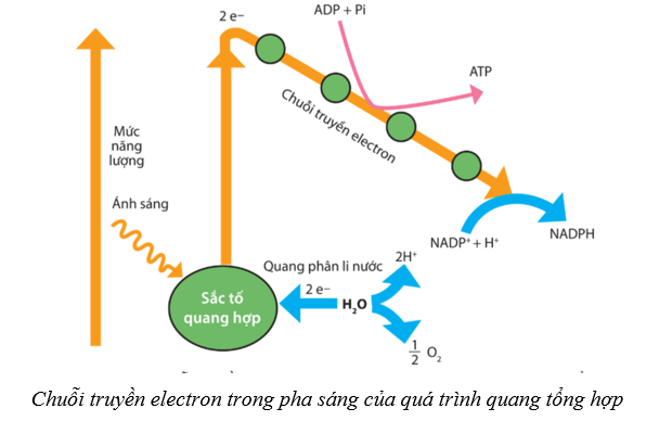 Lý thuyết Sinh học 10 Cánh diều Bài 11: Tổng hợp và phân giải các chất trong tế bào