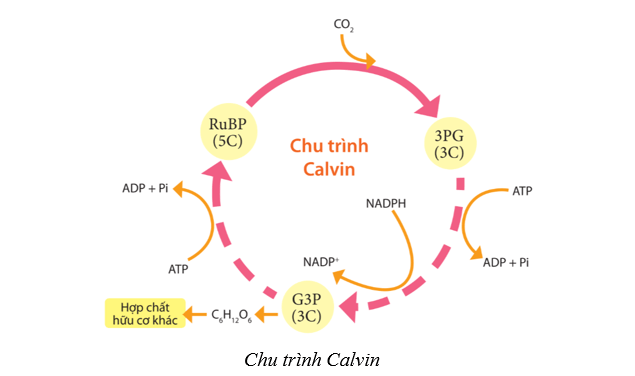 Lý thuyết Sinh học 10 Cánh diều Bài 11: Tổng hợp và phân giải các chất trong tế bào