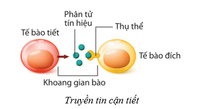 Lý thuyết Sinh học 10 Cánh diều Bài 12: Thông tin tế bào