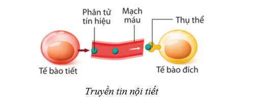 Lý thuyết Sinh học 10 Cánh diều Bài 12: Thông tin tế bào