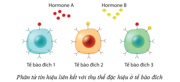 Lý thuyết Sinh học 10 Cánh diều Bài 12: Thông tin tế bào