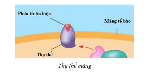 Lý thuyết Sinh học 10 Cánh diều Bài 12: Thông tin tế bào