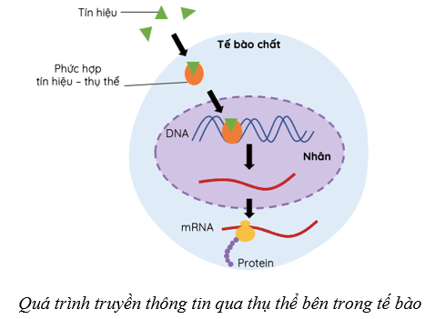 Lý thuyết Sinh học 10 Cánh diều Bài 12: Thông tin tế bào