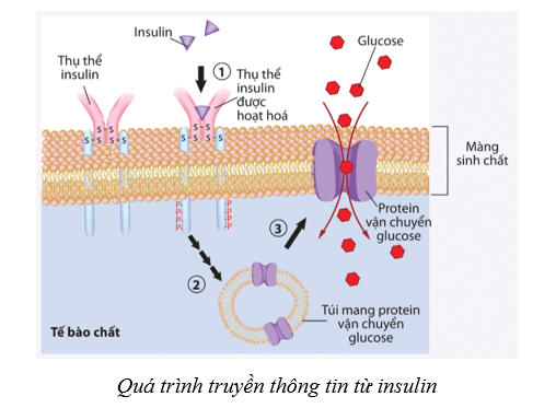 Lý thuyết Sinh học 10 Cánh diều Bài 12: Thông tin tế bào