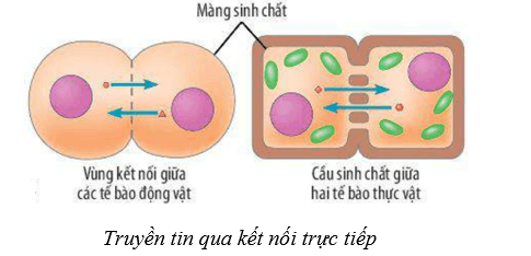 Lý thuyết Sinh học 10 Cánh diều Bài 12: Thông tin tế bào