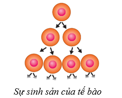 Lý thuyết Sinh học 10 Cánh diều Bài 13: Chu kì tế bào và nguyên phân