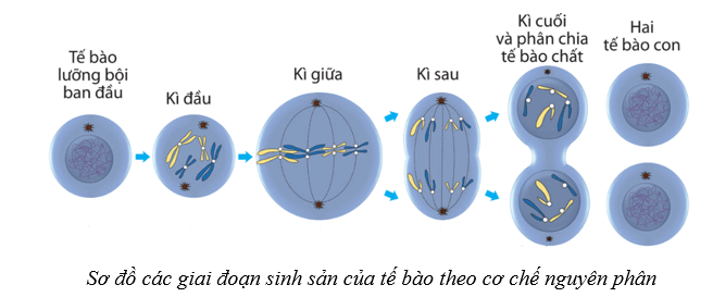 Lý thuyết Sinh học 10 Cánh diều Bài 13: Chu kì tế bào và nguyên phân