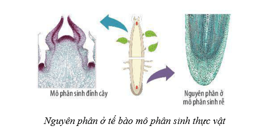 Lý thuyết Sinh học 10 Cánh diều Bài 13: Chu kì tế bào và nguyên phân