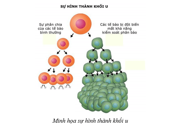 Lý thuyết Sinh học 10 Cánh diều Bài 13: Chu kì tế bào và nguyên phân