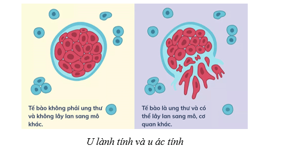 Lý thuyết Sinh học 10 Cánh diều Bài 13: Chu kì tế bào và nguyên phân