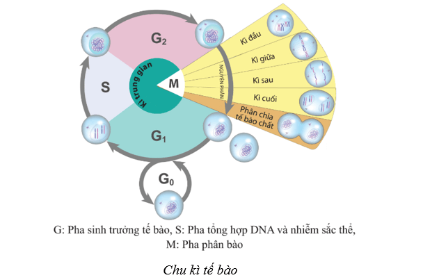 Lý thuyết Sinh học 10 Cánh diều Bài 13: Chu kì tế bào và nguyên phân