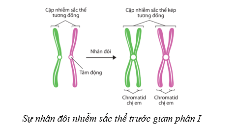 Lý thuyết Sinh học 10 Cánh diều Bài 14: Giảm phân