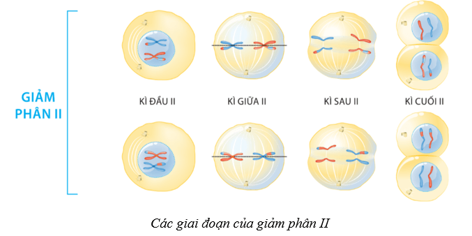 Lý thuyết Sinh học 10 Cánh diều Bài 14: Giảm phân