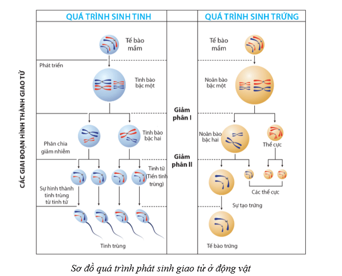 Lý thuyết Sinh học 10 Cánh diều Bài 14: Giảm phân