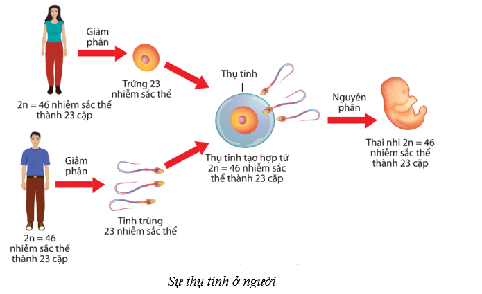 Lý thuyết Sinh học 10 Cánh diều Bài 14: Giảm phân