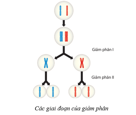 Lý thuyết Sinh học 10 Cánh diều Bài 14: Giảm phân