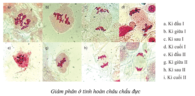 Lý thuyết Sinh học 10 Cánh diều Bài 15: Thực hành làm tiêu bản nhiễm sắc thể để quan sát quá trình nguyên phân, giảm phân ở tế bào thực vật, dộng vật