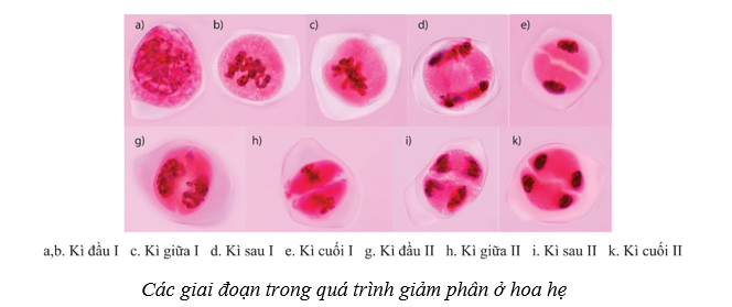 Lý thuyết Sinh học 10 Cánh diều Bài 15: Thực hành làm tiêu bản nhiễm sắc thể để quan sát quá trình nguyên phân, giảm phân ở tế bào thực vật, dộng vật