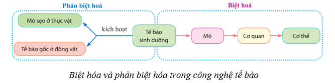 Lý thuyết Sinh học 10 Cánh diều Bài 16: Công nghệ tế bào