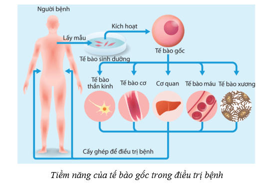 Lý thuyết Sinh học 10 Cánh diều Bài 16: Công nghệ tế bào