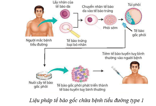 Lý thuyết Sinh học 10 Cánh diều Bài 16: Công nghệ tế bào