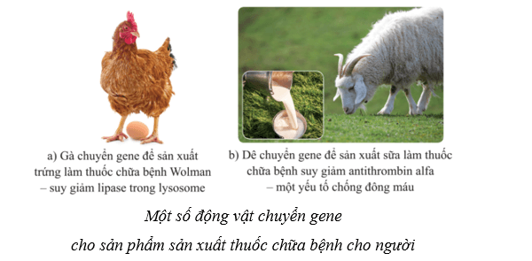 Lý thuyết Sinh học 10 Cánh diều Bài 16: Công nghệ tế bào