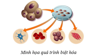Lý thuyết Sinh học 10 Cánh diều Bài 16: Công nghệ tế bào