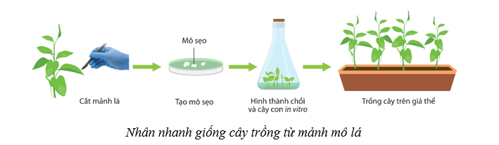 Lý thuyết Sinh học 10 Cánh diều Bài 16: Công nghệ tế bào