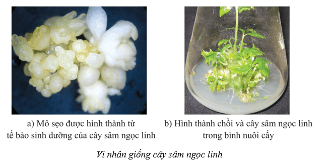 Lý thuyết Sinh học 10 Cánh diều Bài 16: Công nghệ tế bào