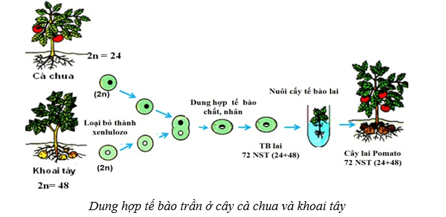 Lý thuyết Sinh học 10 Cánh diều Bài 16: Công nghệ tế bào