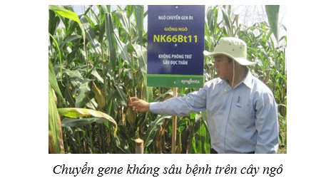 Lý thuyết Sinh học 10 Cánh diều Bài 16: Công nghệ tế bào