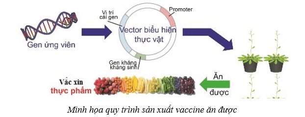 Lý thuyết Sinh học 10 Cánh diều Bài 16: Công nghệ tế bào