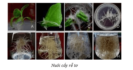 Lý thuyết Sinh học 10 Cánh diều Bài 16: Công nghệ tế bào