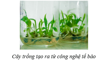 Lý thuyết Sinh học 10 Cánh diều Bài 16: Công nghệ tế bào