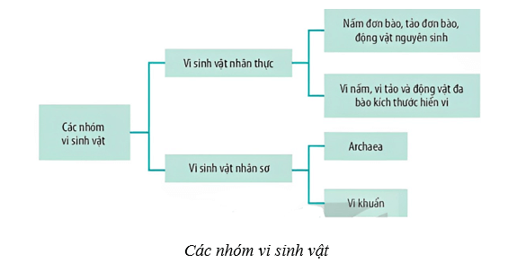 Lý thuyết Sinh học 10 Cánh diều Bài 17: Vi sinh vật và các phương pháp nghiên cứu vi sinh vật