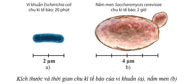 Lý thuyết Sinh học 10 Cánh diều Bài 17: Vi sinh vật và các phương pháp nghiên cứu vi sinh vật