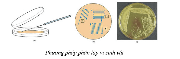 Lý thuyết Sinh học 10 Cánh diều Bài 17: Vi sinh vật và các phương pháp nghiên cứu vi sinh vật